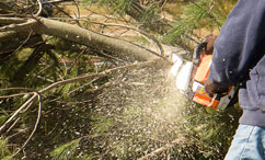 chainsaw cutting away and pruning a tree