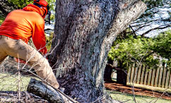 man moving heavy tree limbs away from fallen tree