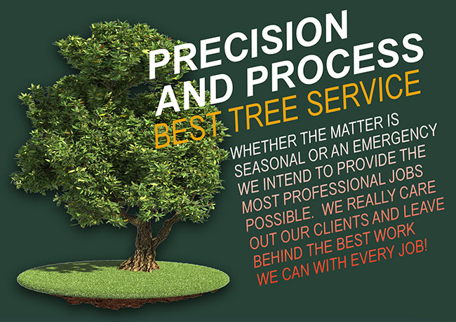 tree diagram branches and land