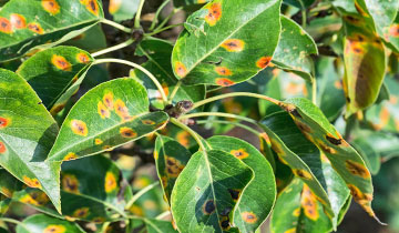 tree doctor cures disease parasites bugs