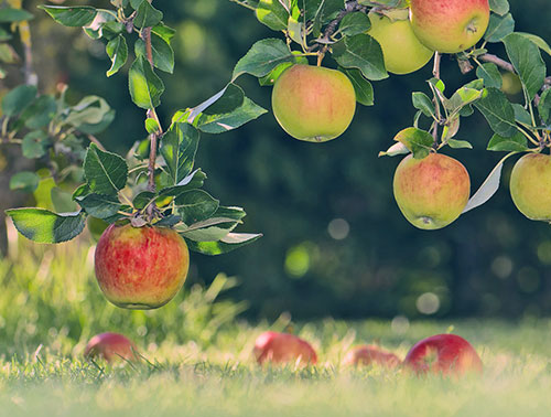 extra apples hanging from tree branches after seasonal pruning the year before