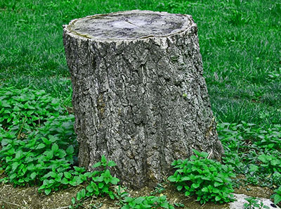 tree stump among grass and clover