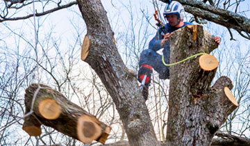 tree removal process