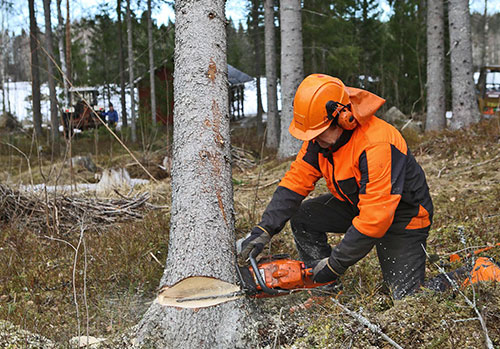 man removing tree with chainsaw low cut in wooded suburban area