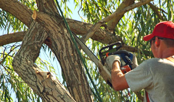 tree trimming service 1